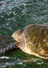 north-shore-oahu-august-19-2006.jpg