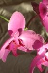 orchid.jpg