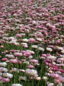 imagining each flower as an individual