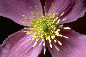 landing on the petals