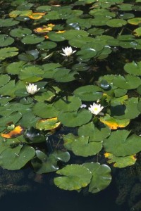 seeking just the right lilypad