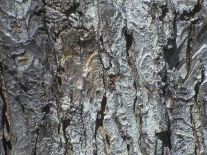 the woodpecker's banquet