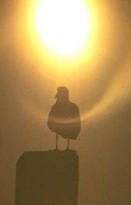 seagll in fog