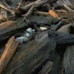 driftwood