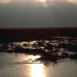 moonlight on seaweed