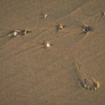 a mysterious footprint in the sand