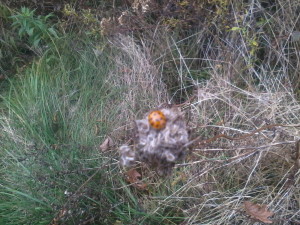 ladybug on seedpod