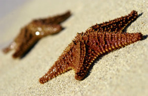 starfish