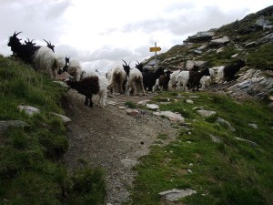 cavorting with goats