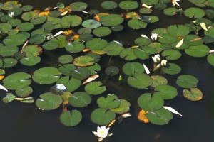 the golden ball falling into the pond