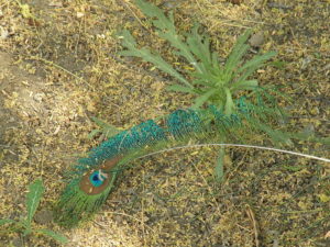 Peacock_Feather