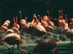 flamingoes at sunset