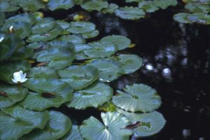 daydreaming on a waterlily