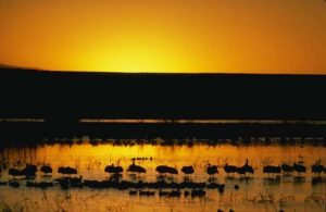 golden marshlands