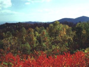 above the trees