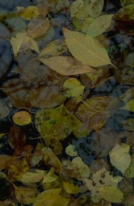 leaves in a puddle