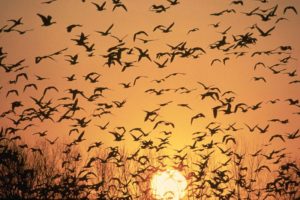 geese at sunset