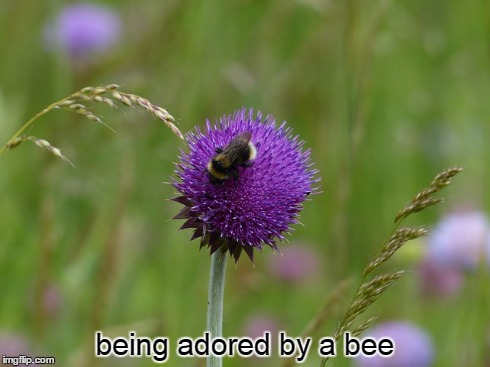 1-12 being adored by a bee