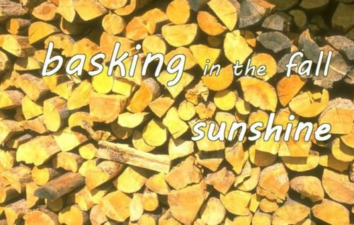 10-11 basking in the fall sunshine